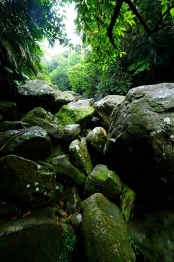 Iriomote ada ormanda