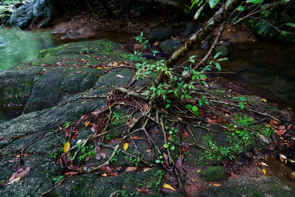 Iriomote ada ormanda