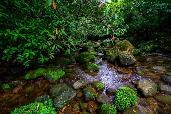 Iriomote ada ormanda