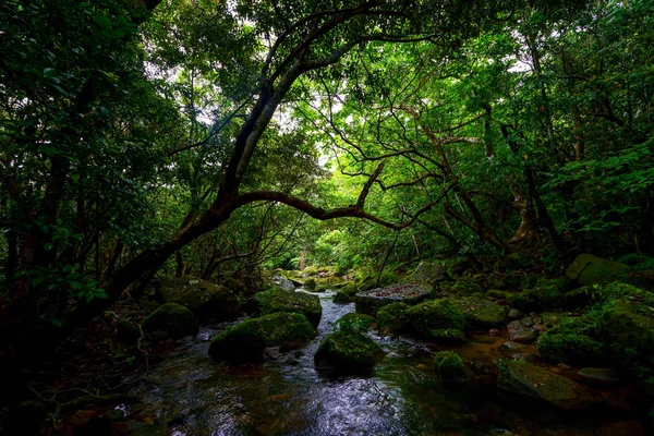 Dżungla Wyspa Iriomote — Zdjęcie stockowe