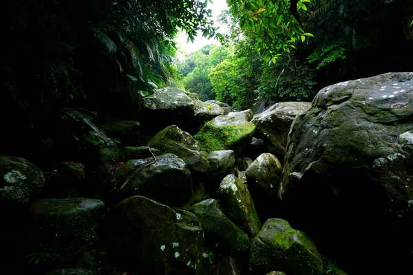 Iriomote ada ormanda