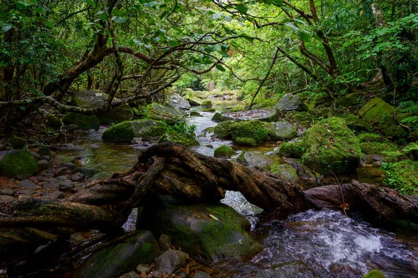 Iriomote ada ormanda