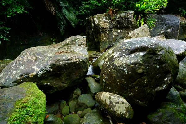 Iriomote ada ormanda