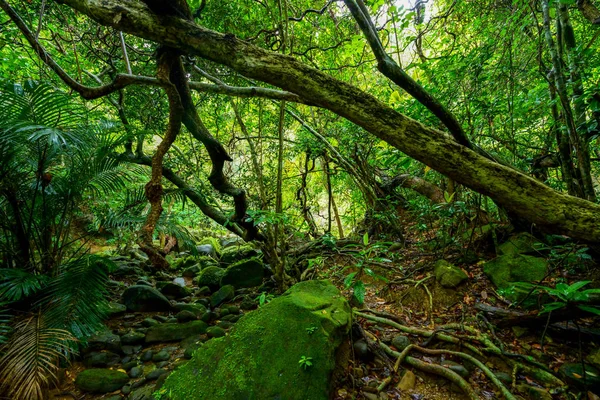 Selva Isla Iriomote — Foto de Stock