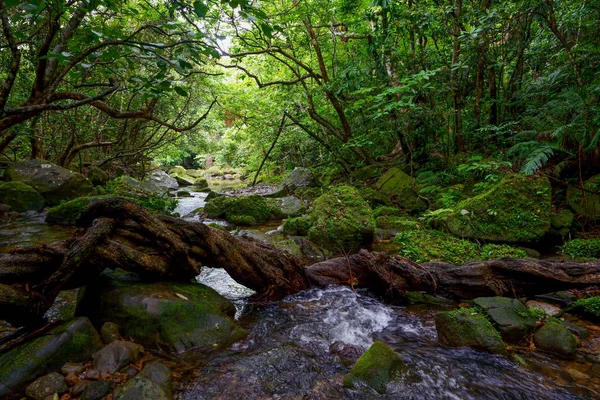 Dschungel Auf Der Irischen Insel — Stockfoto