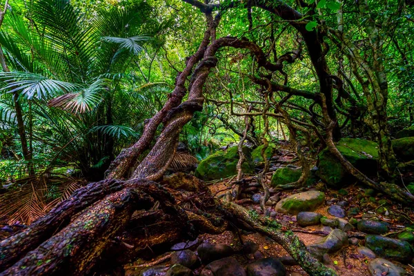 Džungle Iriomtoe Island — Stock fotografie