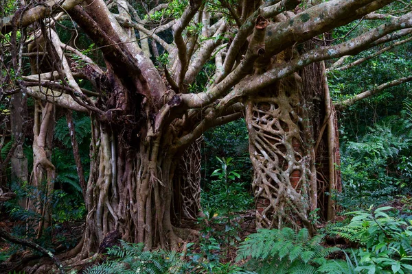 Ruinas Selva — Foto de Stock