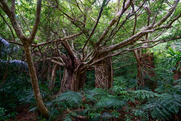 Ruínas Selva — Fotografia de Stock