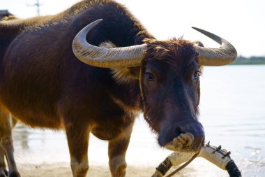 su aygırı Iriomote Adası