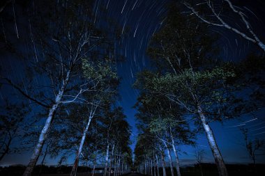 yıldız izi ve ağaç sokak