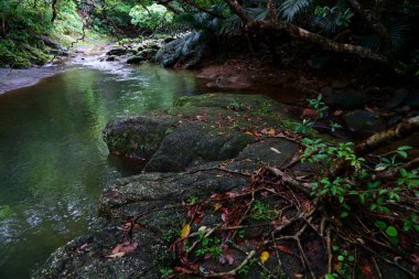 Iriomote ada ormanda