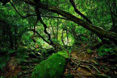 Iriomote ada ormanda