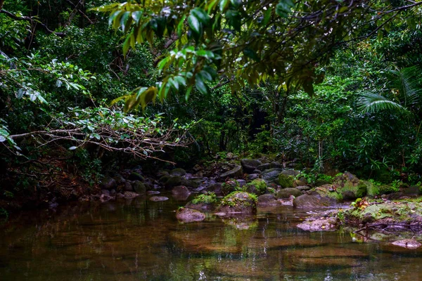 西表島のジャングル — ストック写真