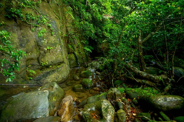 Dschungel Auf Iriomote Insel — Stockfoto