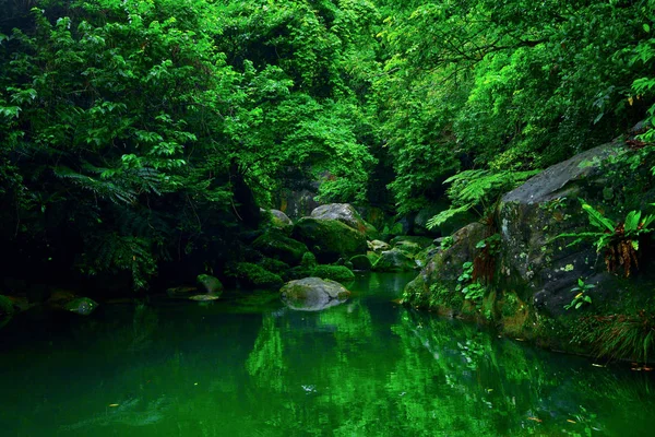 Jungle Dans Île Iriomote — Photo