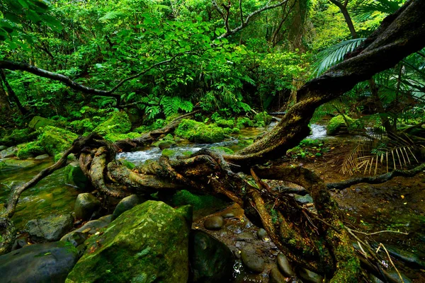 Jungle Iriomote Island — Stock Photo, Image