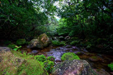 Iriomote ada ormanda