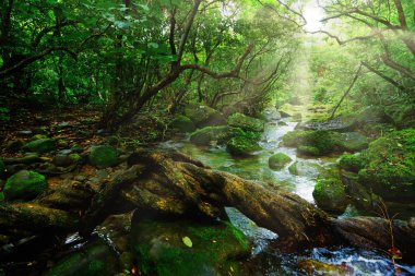 Iriomote ada ormanda