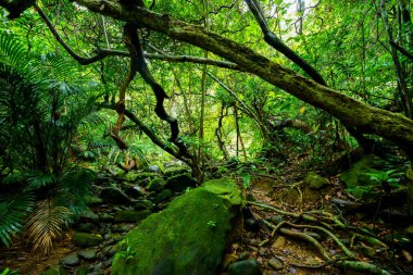 Iriomote ada ormanda