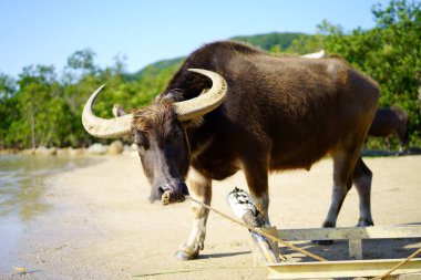 su aygırı Iriomote Adası