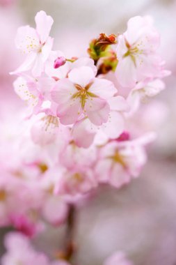 İlkbaharda kiraz çiçekleri