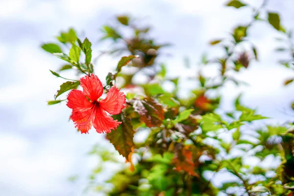 Hibiscus Taketomi Island — Stock Photo, Image