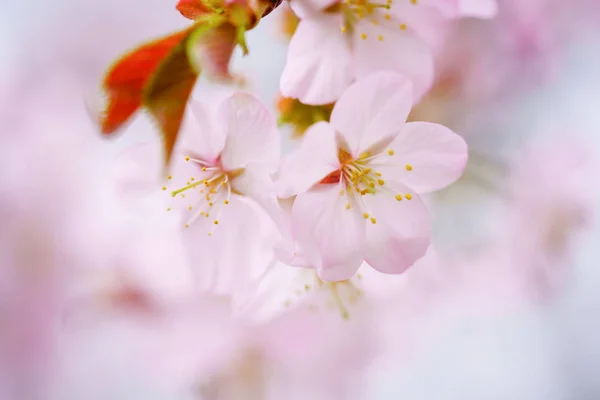 Cherry Blossoms Spring — Stock Photo, Image