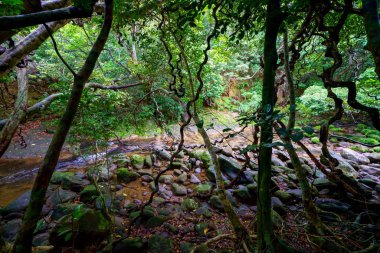 Iriomote ada ormanda