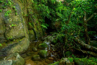 Iriomote ada ormanda