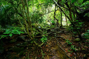 Iriomote ada ormanda