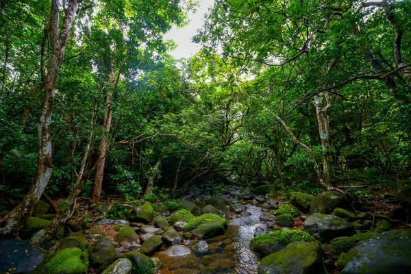 Selva Isla Iriomote —  Fotos de Stock