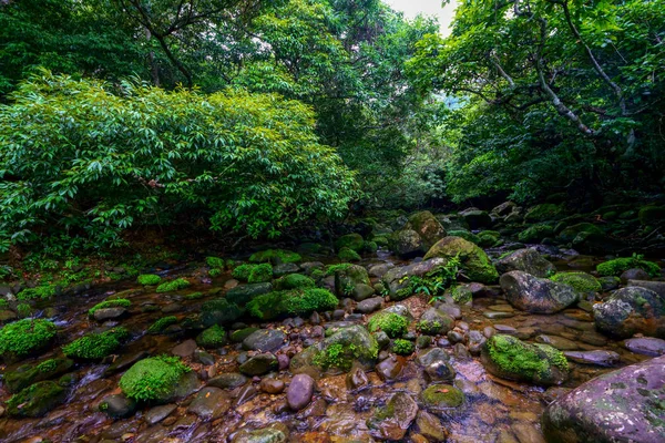 Jungle Dans Île Iriomote — Photo