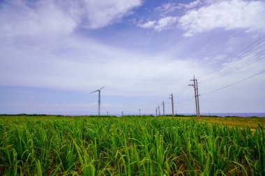 şeker kamışı alan hateruma Adası