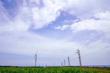 şeker kamışı alan hateruma Adası