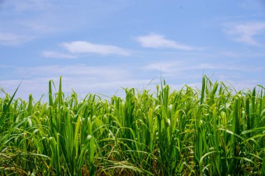 şeker kamışı alan hateruma Adası