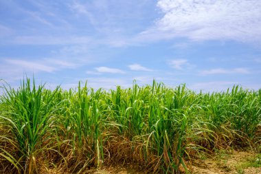 şeker kamışı alan hateruma Adası