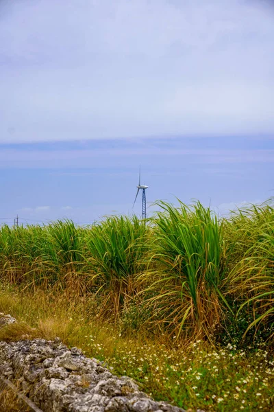 Sugar Cane Field Hateruma Island — Stock Photo, Image