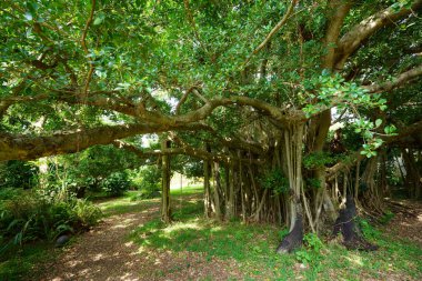 büyük banyan ağacını Ishigaki Adası