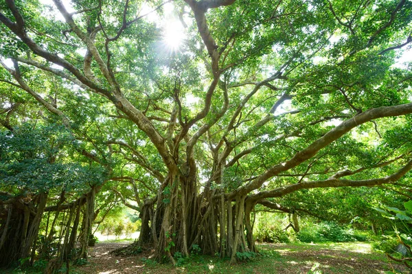 Großer Banyan Baum Auf Der Insel Ishigaki — Stockfoto