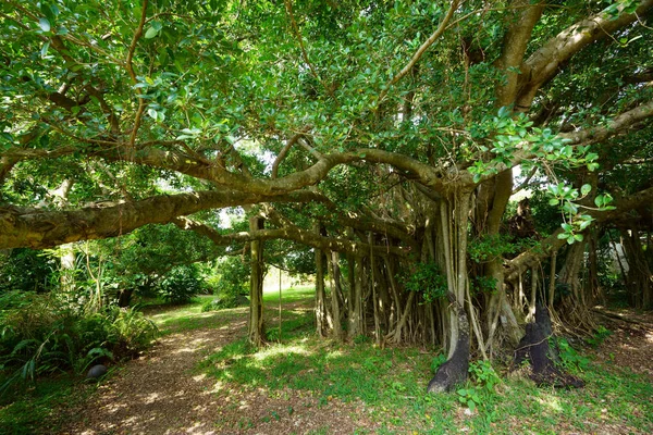 Großer Banyan Baum Auf Der Insel Ishigaki — Stockfoto