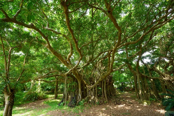 Μεγάλο Δέντρο Banyan Ishigaki Νησί — Φωτογραφία Αρχείου