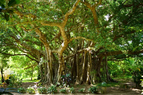 石垣島の大きなガジュマルの木 — ストック写真