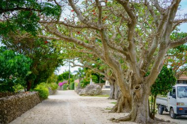 taketomi ada manzara