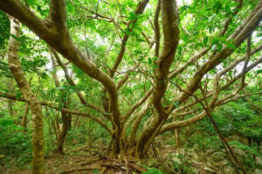 Okinawa büyük Hint inciri ağacı