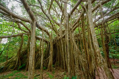 Okinawa büyük Hint inciri ağacı
