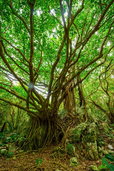 Okinawa büyük Hint inciri ağacı