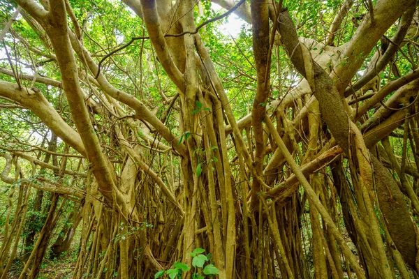 Okinawa büyük Hint inciri ağacı