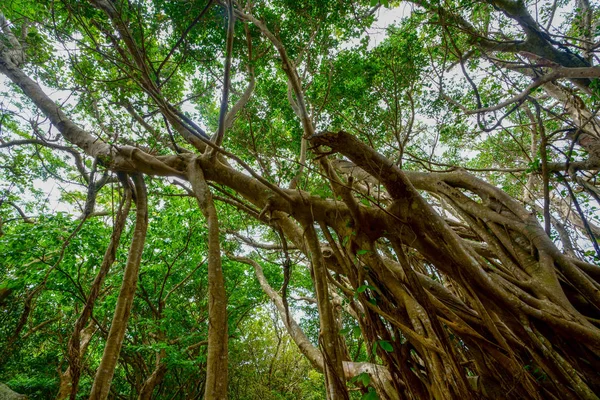 Okinawa büyük Hint inciri ağacı