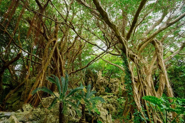 Velké Banyan Strom Okinawa — Stock fotografie