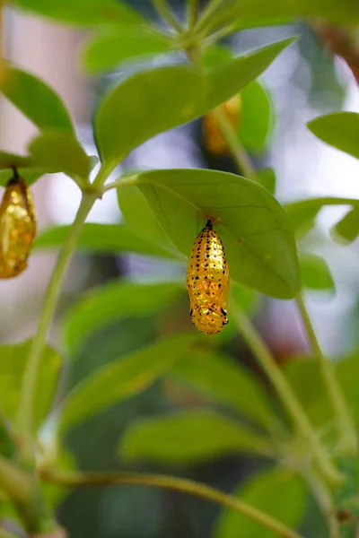 Pupa Dourada Okinawa — Fotografia de Stock